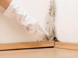 Best Mold Damage Restoration in Moose Lake, MN